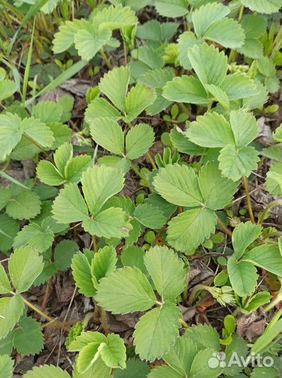 Рассада клубники купчиха,ананасная