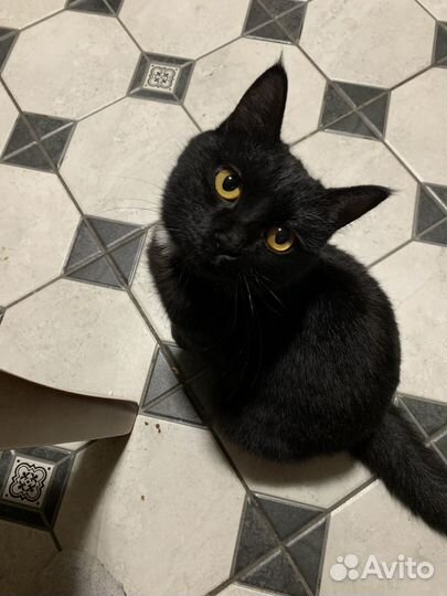 Отдам кошечку в добрые руки