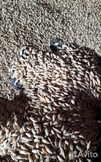 Фуражный овёс, Фуражный овёс на корм