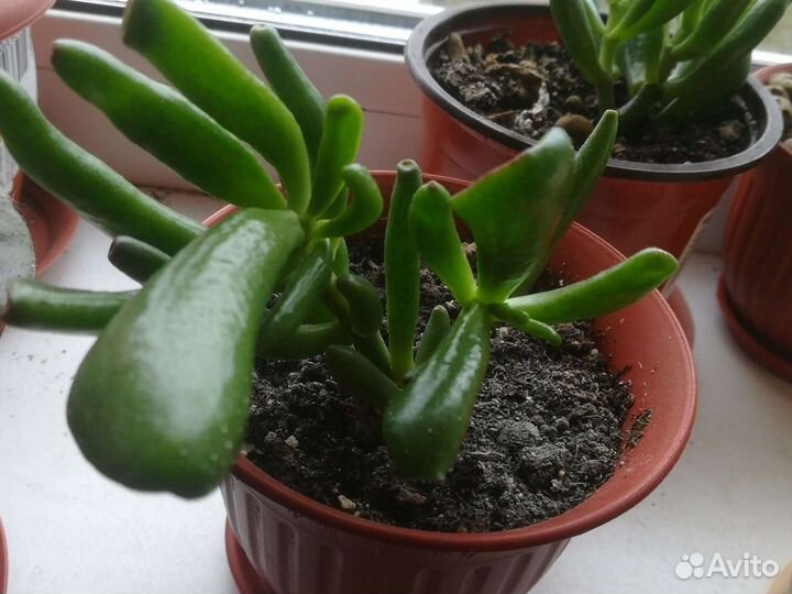 Толстянка трубчатая(крассула авата хоббит)