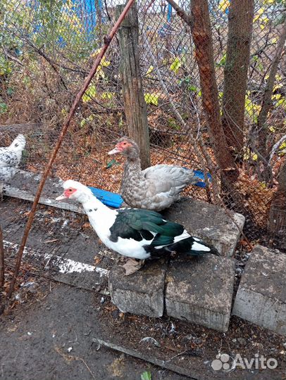 Мускусные утки