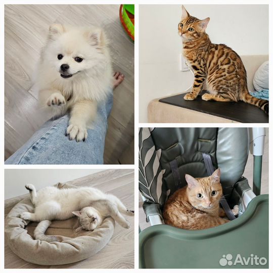 Передержка, зоогостиница, зооняня