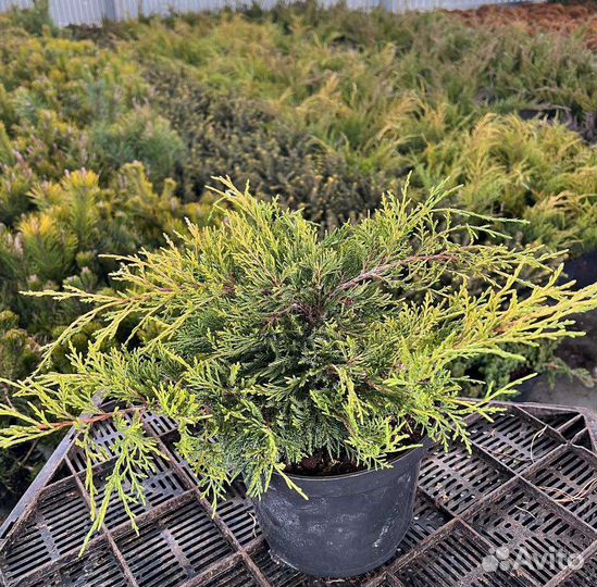 Саженцы хвойных растений