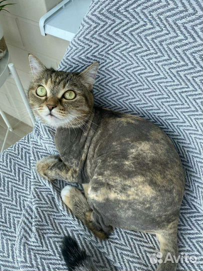 Стрижка Кошек (выезд)