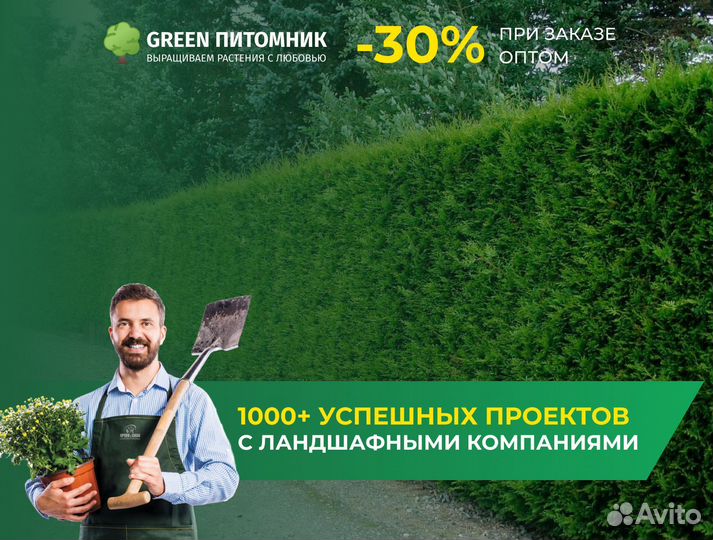 Смарагд,Брабант,колумна в ассортименте