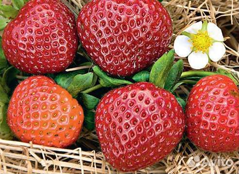 Рассада клубники эви - 2