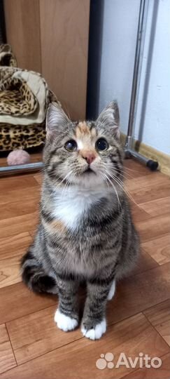 Кошка в добрые руки