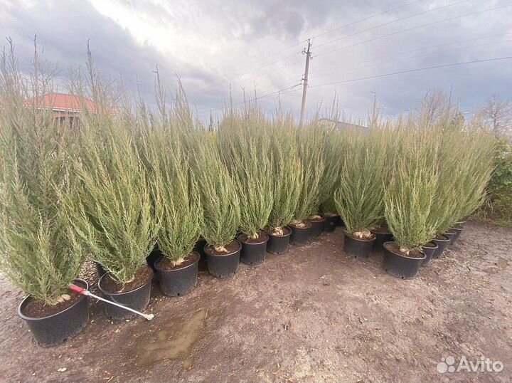 Можжевельник Блю Эрроу