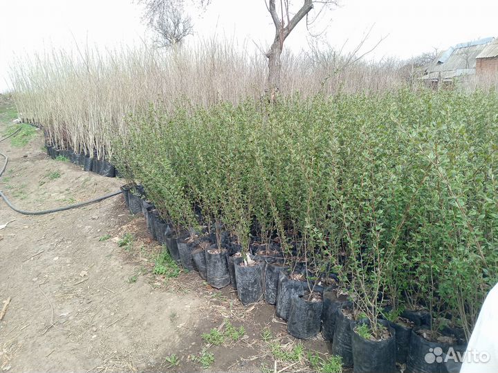 Кизилник в контейнере