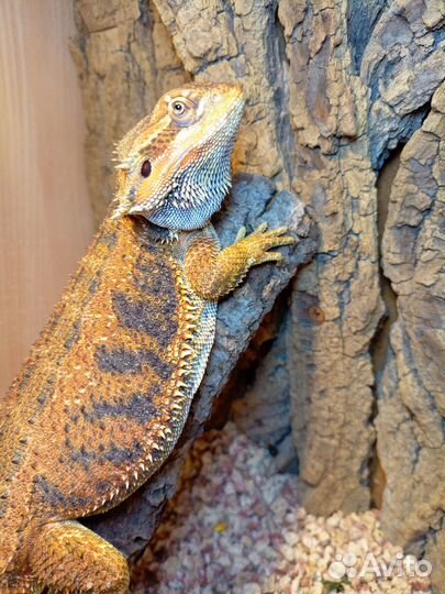 Бородатая агама самец
