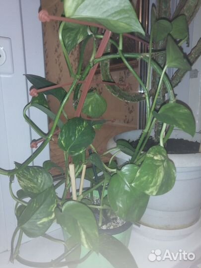 Эпипремнум золотистый