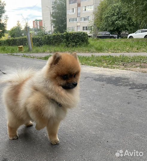 Померанский шпиц мини вязка