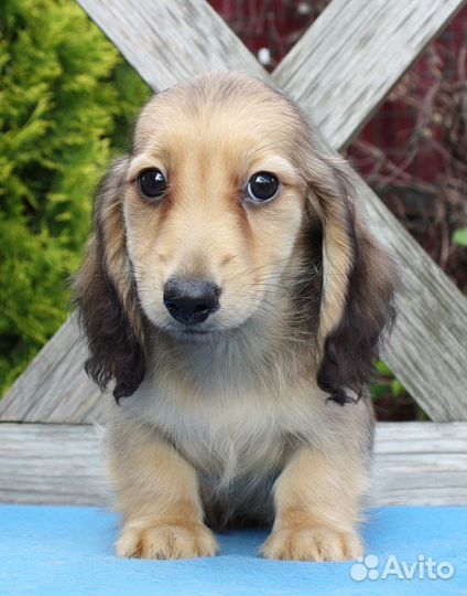 Кремовый мальчик