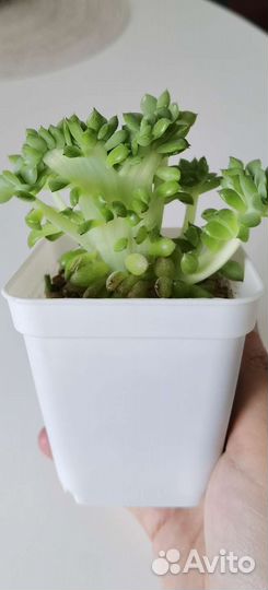 Суккулент Эхеверия