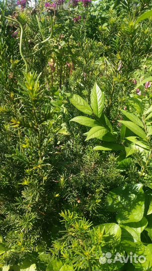 Саженцы хвойных растений