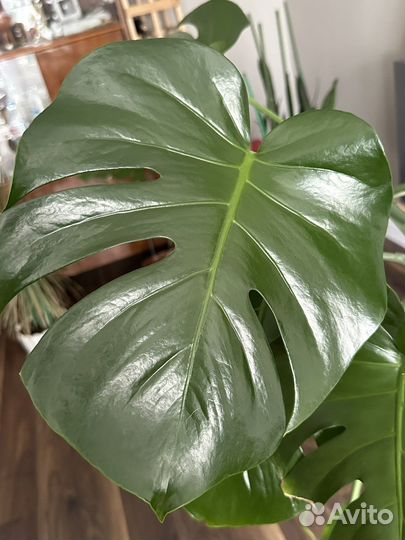 Монстера огромная:) с горшком