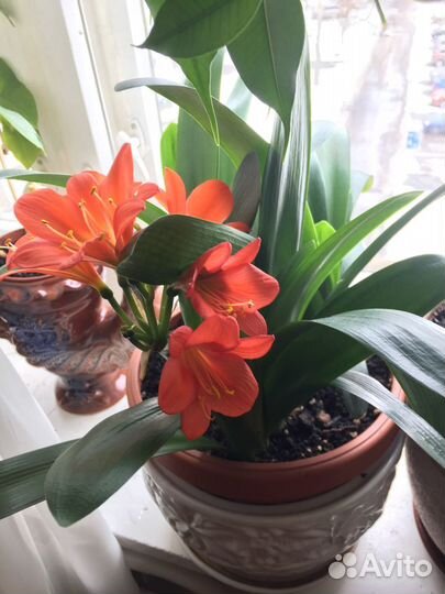 Цветы Кливия