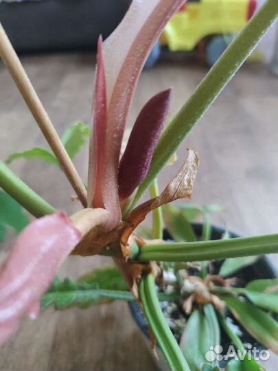 Филодендрон голден крокодил зацветает