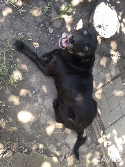 Собака в добрые руки