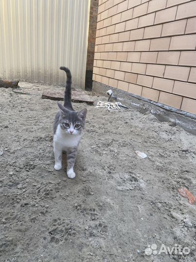Котята