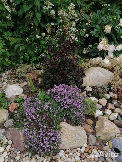 Многолетники