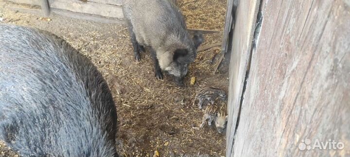 Дикие кабаны