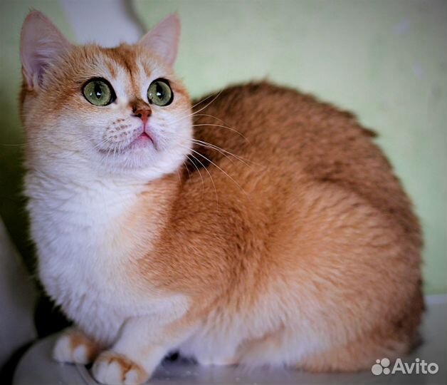 Ищем добрые ручки для золотой Тиффани