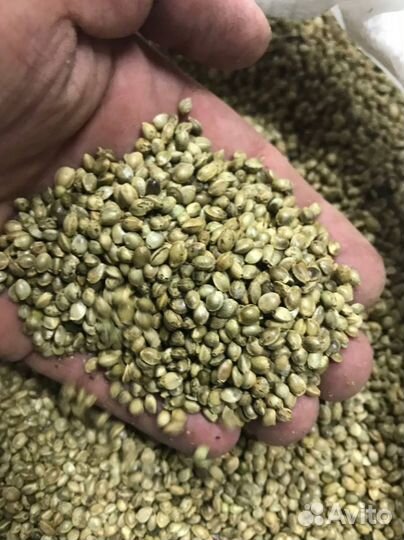 Конопляное семена