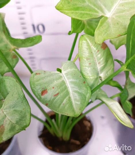 Сингониумы сортовые