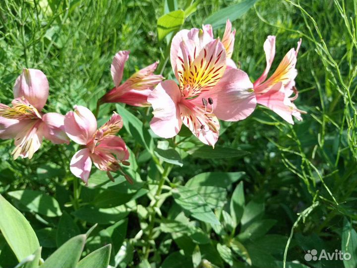 Альстромерия розовая