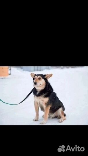 Жулик,компаньон