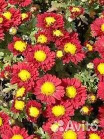 Многолетники садовые