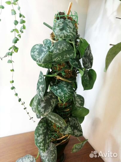 Эпипремнумы сциндапсусы срезы