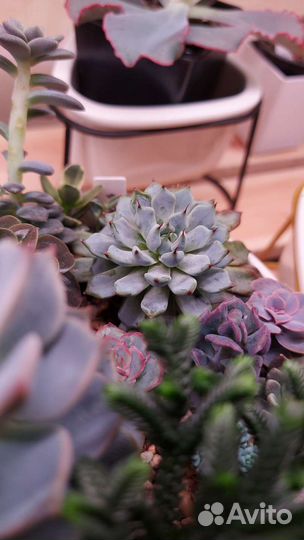 Суккуленты с любовью