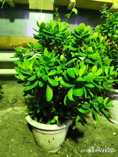 Денежное дерево (толстянка)