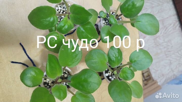 Детки сортовых фиалок