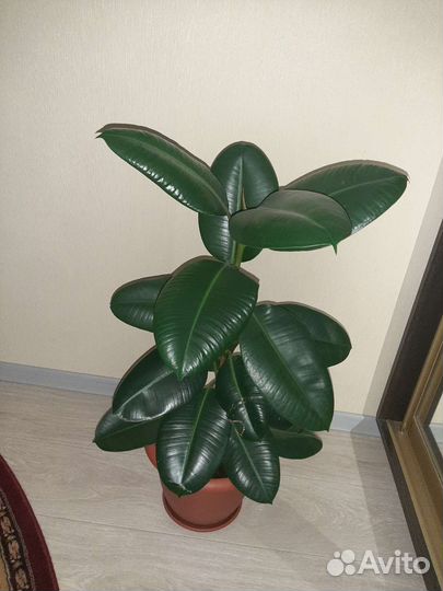 Комнатные растения