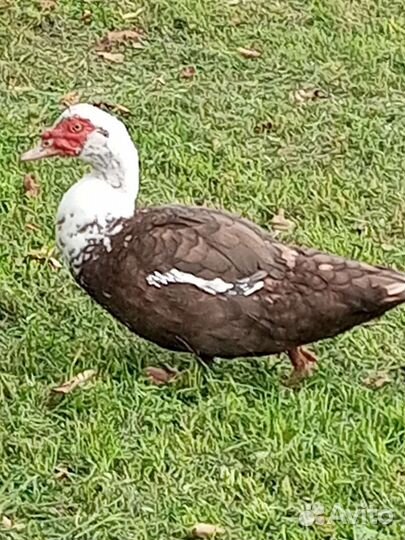 Продам селезней индоутки