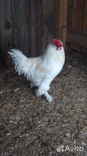 Петухи Брама