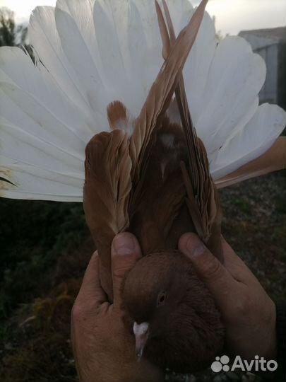 Продам голубей (бабочки)