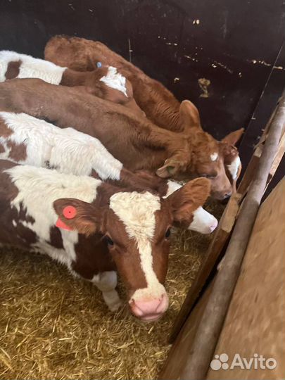 Телята бычки скот с доставкой до двора