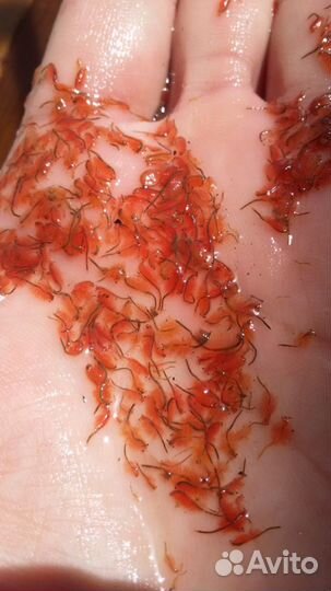 Корм для рыб артемия, мотыль