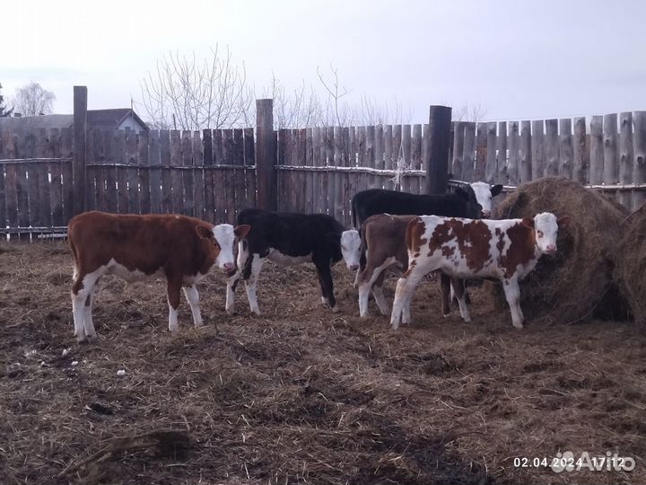 Телочки и бычки