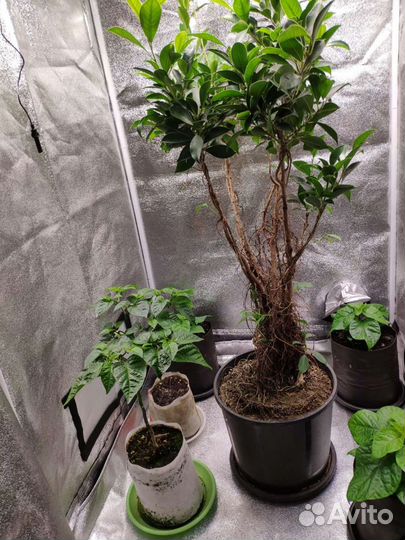 Гроубокс,теплица для дома