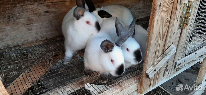 Кролики Калифорнийцы