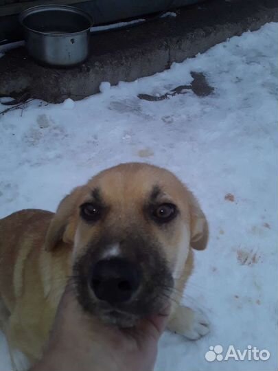 Щенок для дома