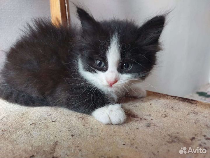 Котята в добрые руки бесплатно коты