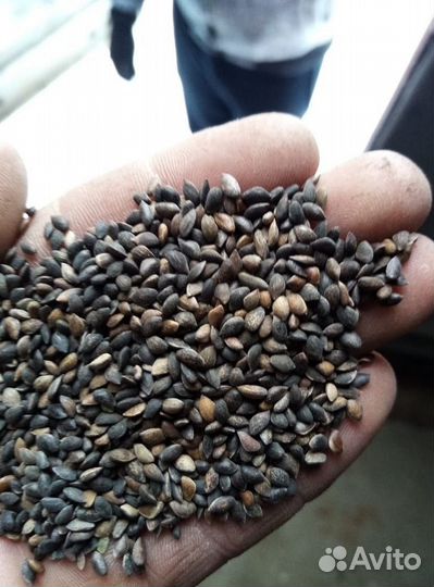 Семена ели на заказ