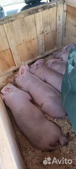Поросята 1 месяц