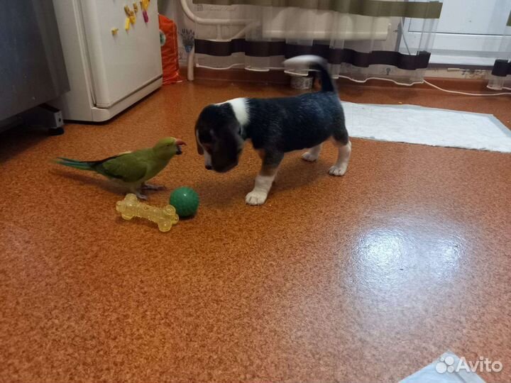 Вязка кобель бигль